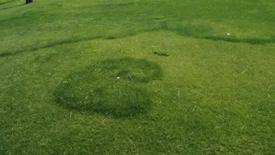 Fairy ring