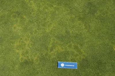 Brown ring patch