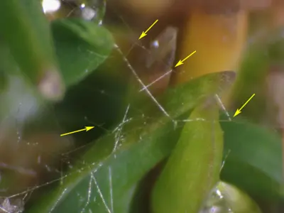 Waitea on poa annua