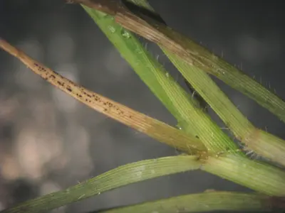 Coniosporium on GN1