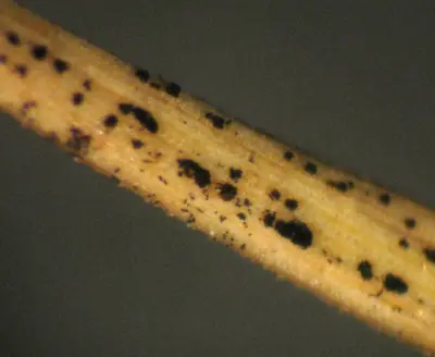 Coniosporium on GN1
