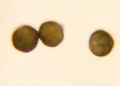 Coniosporium conidiospores