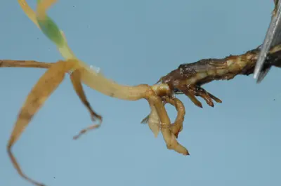 Herbicide root damage