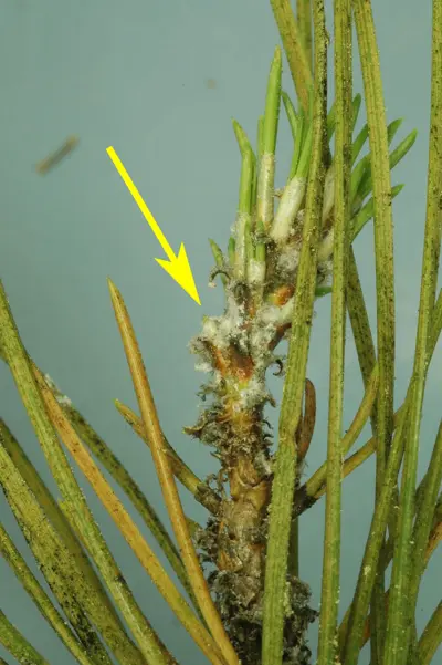 Adelgid