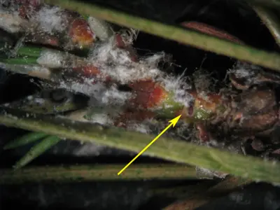Adelgid