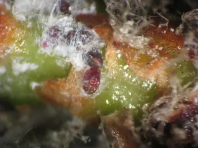 Adelgid