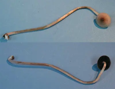 Agrocybe pediades