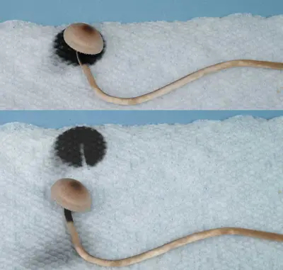 Spore print