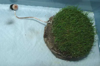 Fairy ring