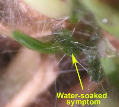 Pythium on poa