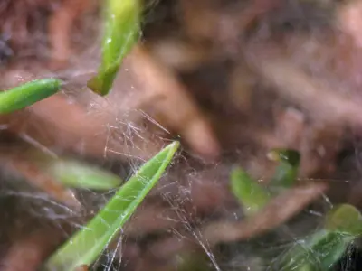 Pythium on poa