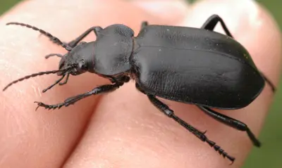 Black calosoma (ground beetle)