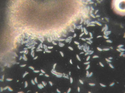 Name that disease 3