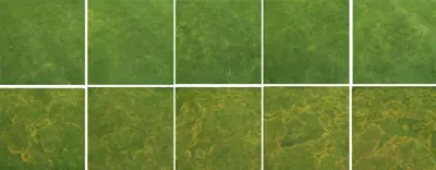 Brown ring patch and nitrogen