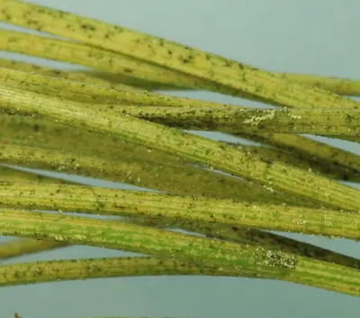 Spider damage on pine