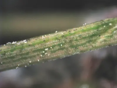 Spider mite damage on pine