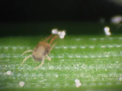 Spider mite on pine needle