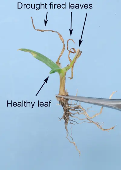 Leaf firing