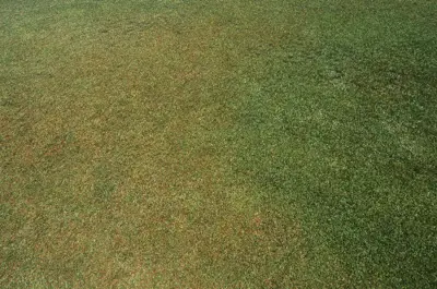 Leaf firing