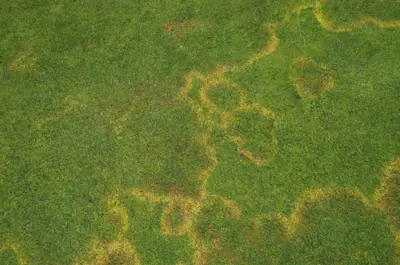 Waitea circinata on poa green