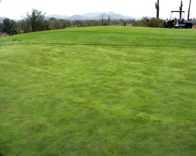 Rapid blight on ryegrass