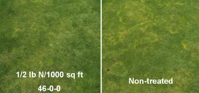 Effect of urea on brown ring patch