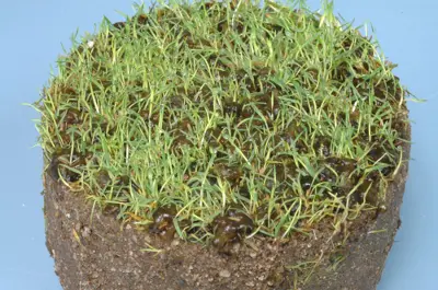 Nostoc on bentgrass