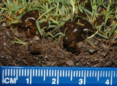 Nostoc on bentgrass