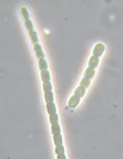 Nostoc