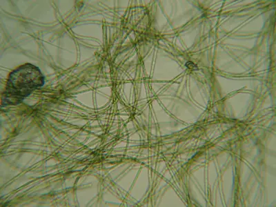 Nostoc