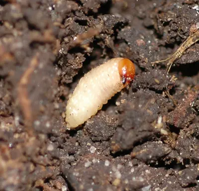 Billbug grub on kikuyugrass
