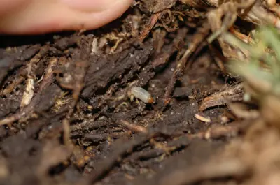 Billbug grub on kikuyugrass
