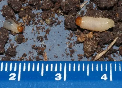 Billbug grub on kikuyugrass