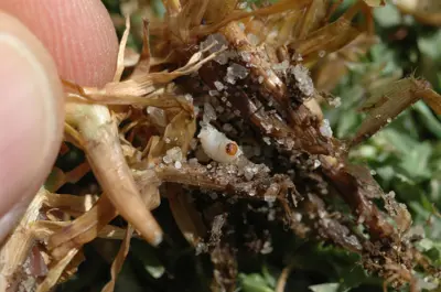 Billbug grub on kikuyugrass
