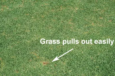 Billbug damage on kikuyugrass