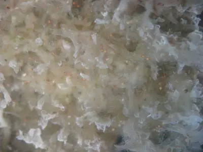 The bryozoan, Plumatella