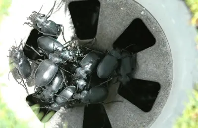 Calosoma beetles (ground beetles)