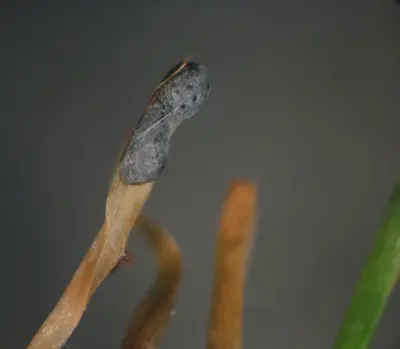 Sclerotia