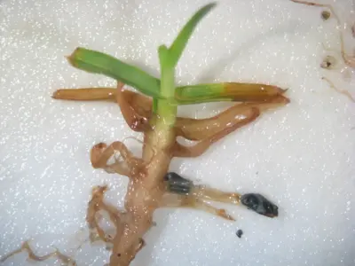 Sclerotia