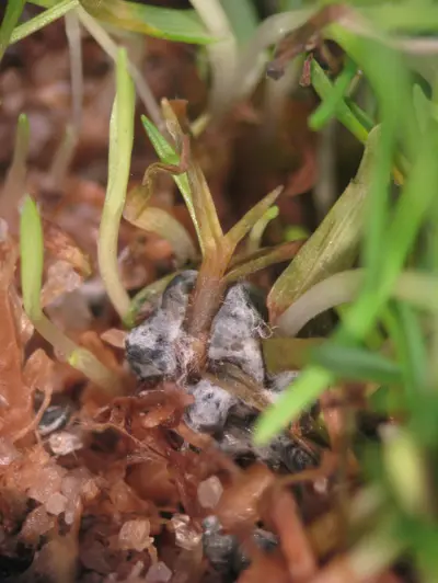 Sclerotia