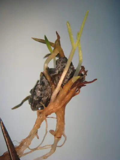 Sclerotia