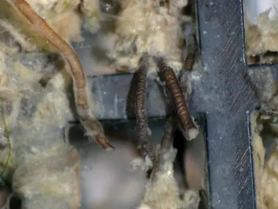 Bryozoan on screen