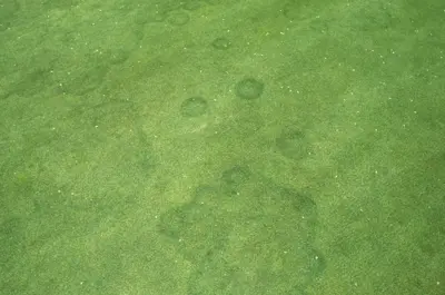 Mystery disease