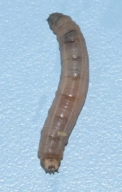 Crane fly larva