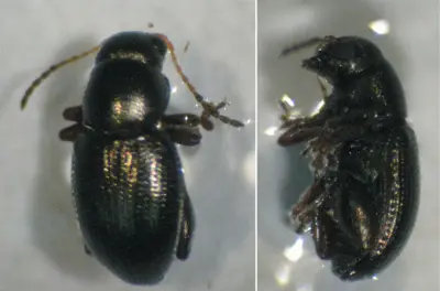 Flea beetle