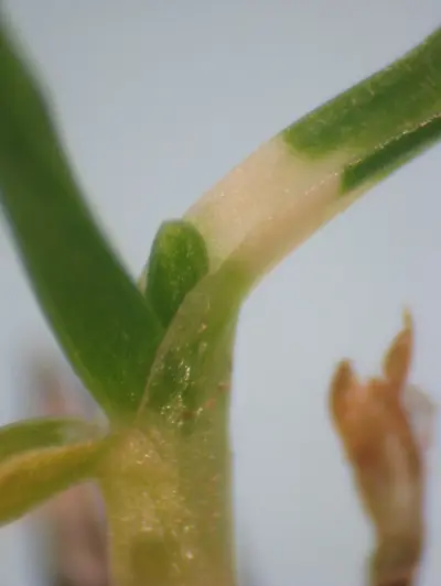 Leaf symptom