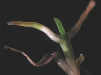 Leaf symptom