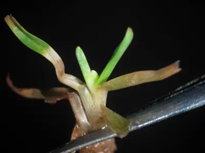 Leaf symptom