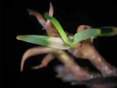 Leaf symptom