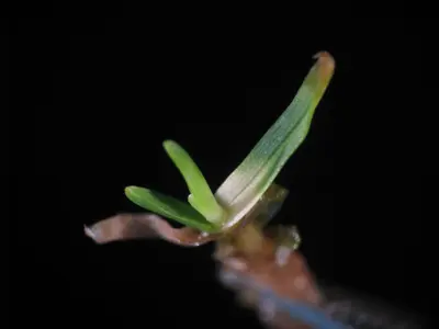 Leaf symptom